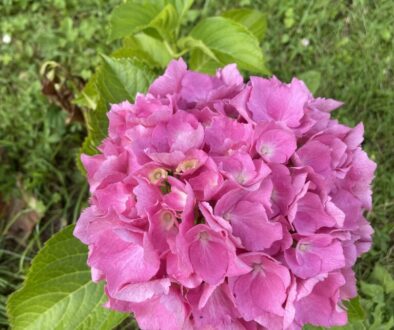 IMG_4079 IMG_4079
